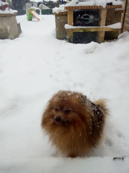Guss