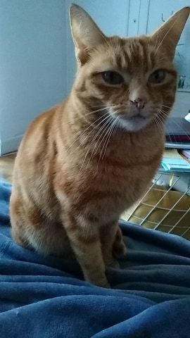 Tigrou