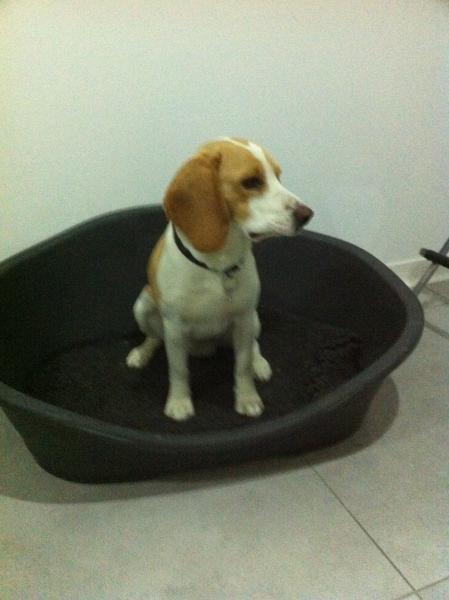 IDEFIX