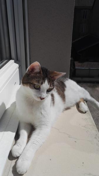 Kimi