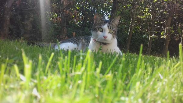 Gipsy