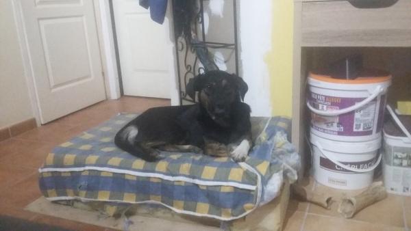 Thor