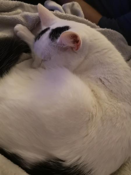 Schmouf