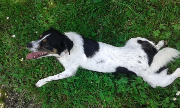 Astor