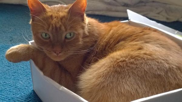 O'Malley