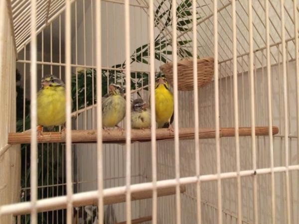 Les p'tits Piou-piou