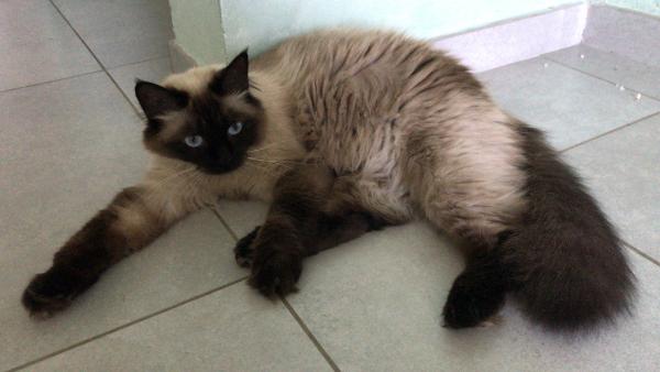Lilly