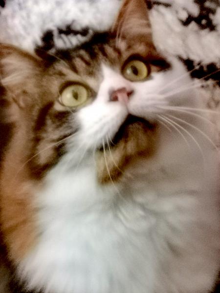 Maestro