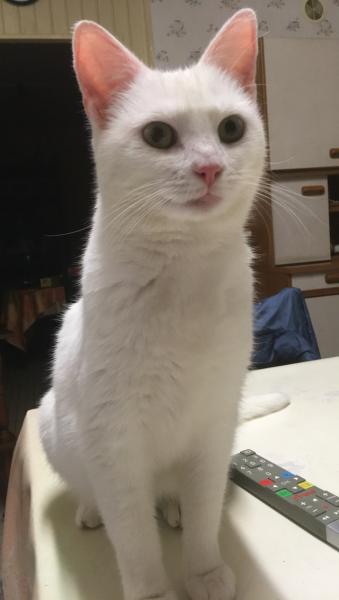 minette