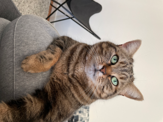 Titi