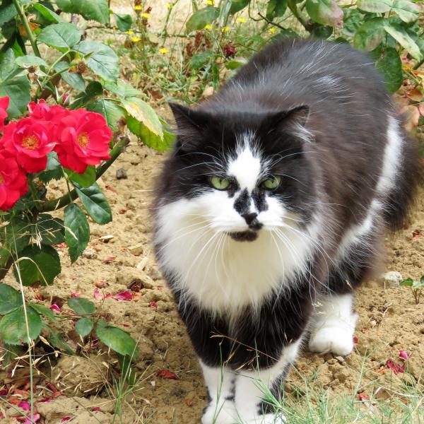 Sacha