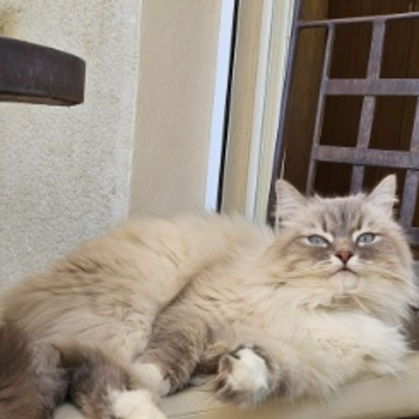 Nala