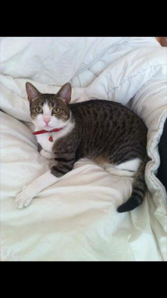 Praline