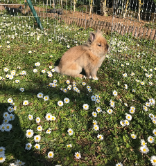 Gizmo