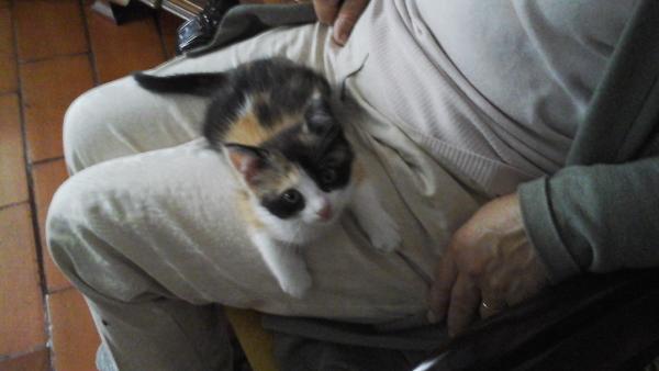 kitty