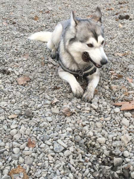 Laska
