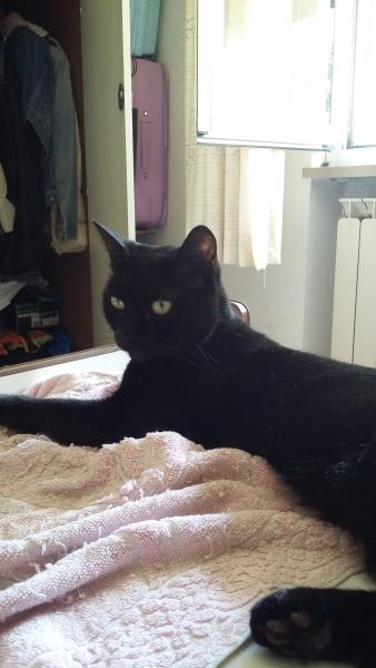 Micia 