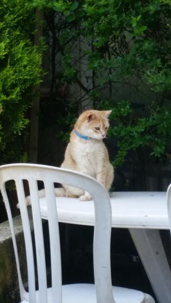 Mimi