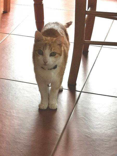 Isa