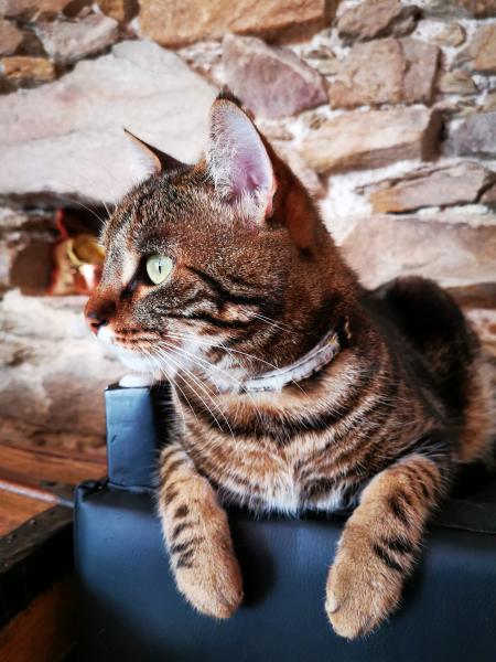 Diego