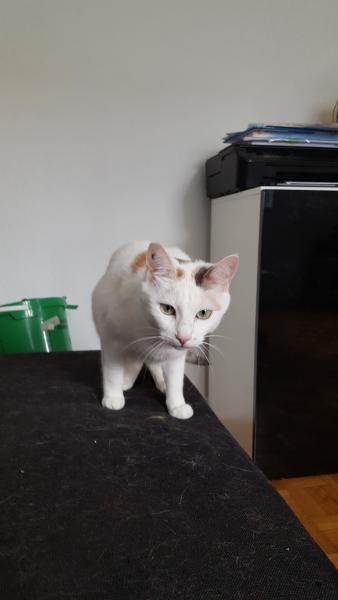 Kitty