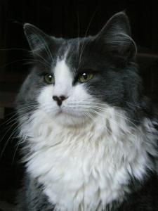 tilou