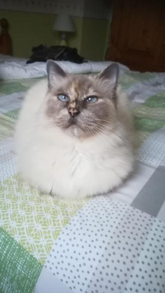 chipie