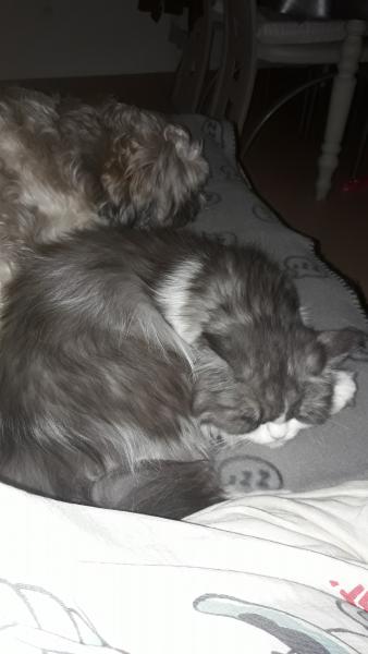 Cachou