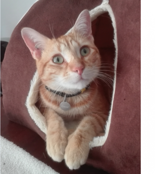 Oscar