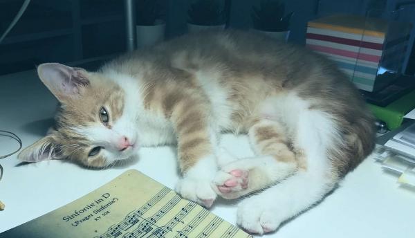 Pippo