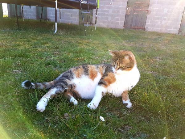 Izzy