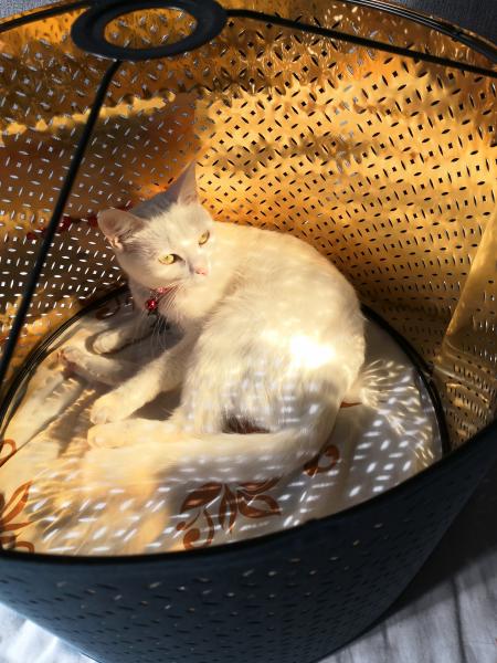 Yuki