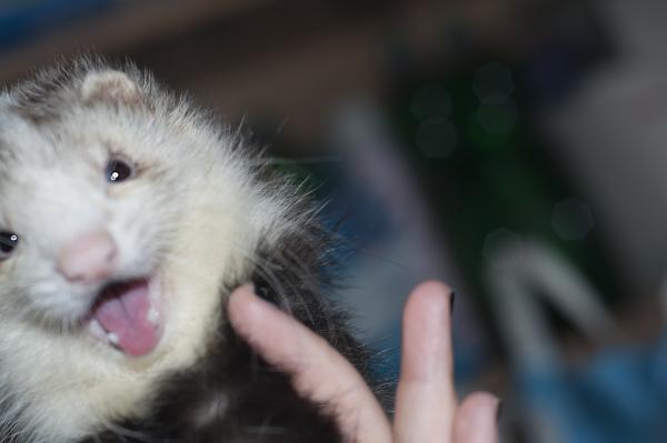 ODIN