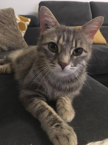 Craquotte