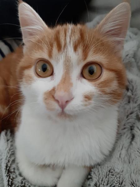 Oggy