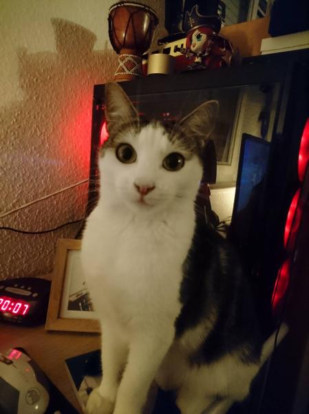 Nova