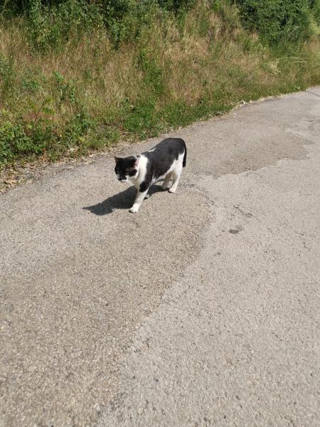 Jude