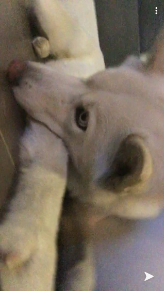 Loona