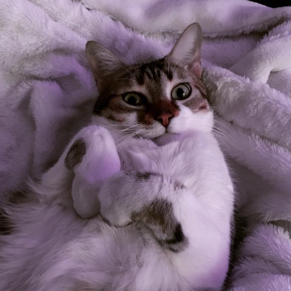 MINETTE