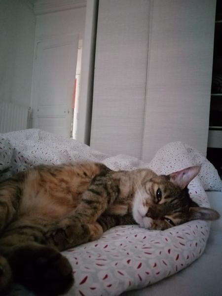 Lionna (bibi)