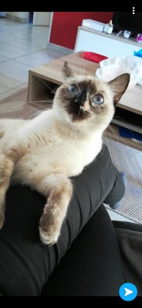 Taïga