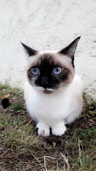 Iris