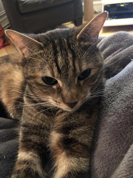 KitKat