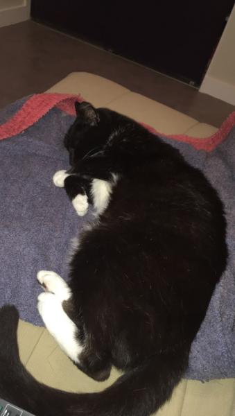 Achille