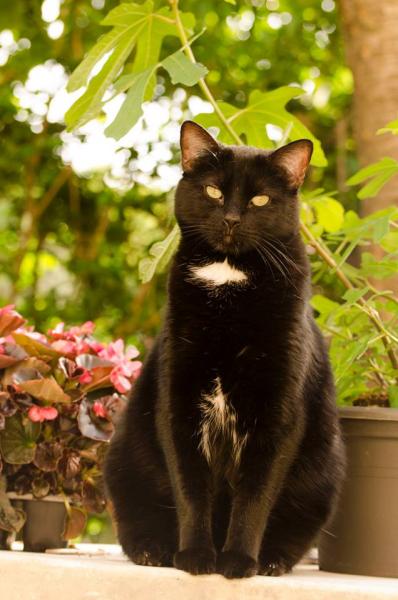 Salem