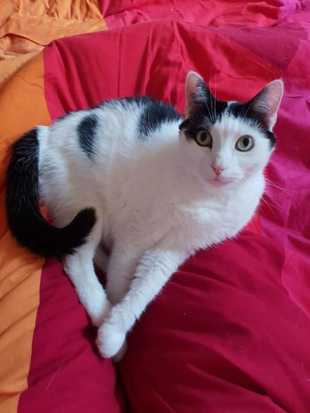 Oreo