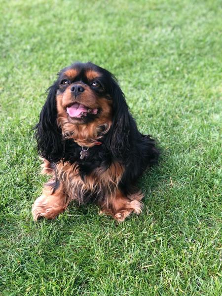 Lila