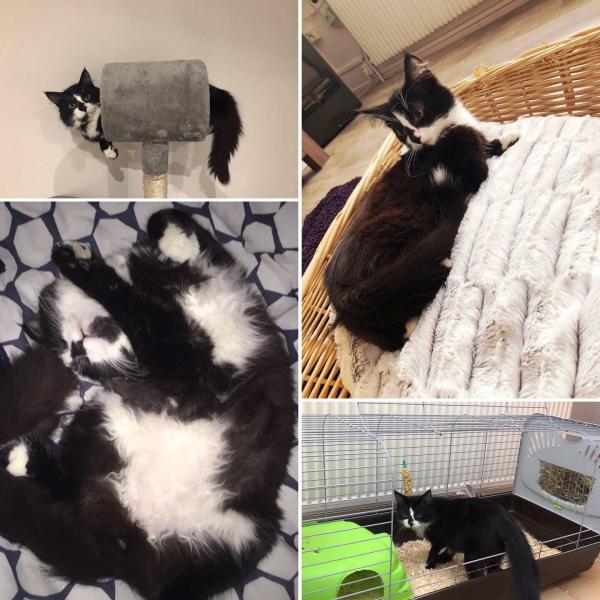 Oreo
