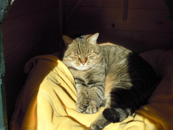 TIGROU