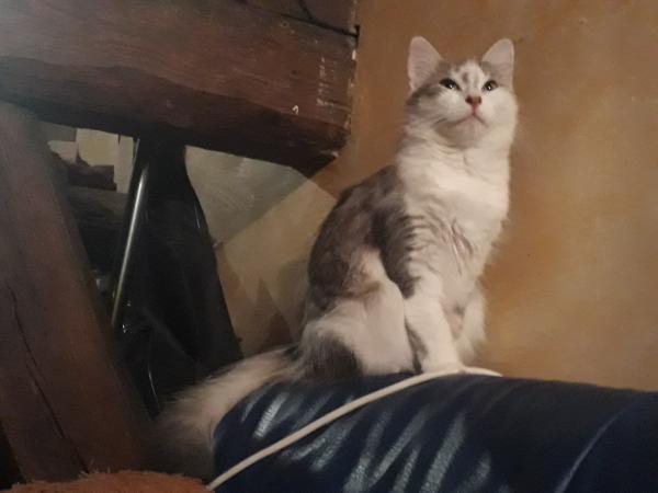 chaton